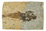 Oligocene Fossil Deep-Sea Hatchetfish (Polyipnus) - Poland #374285-1